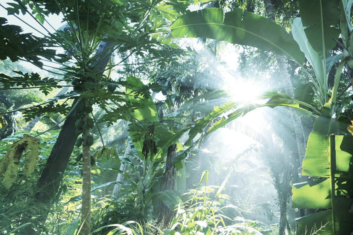 modern-3-piece-canvas-print-jungle-star