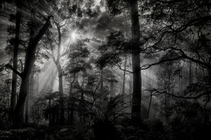 framedcanvas-print-primary-forest