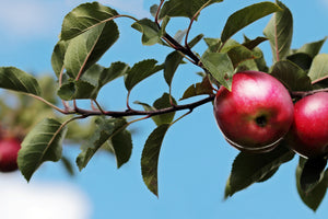 modern-3-piece-aluminium-print-apple-on-the-tree