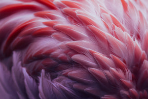 framedcanvas-print-flamingo-xqw
