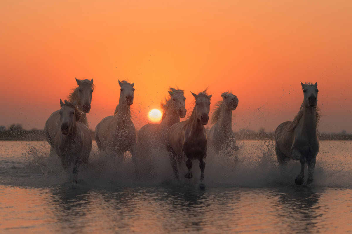 framedcanvas-print-sunset-in-camargue-x