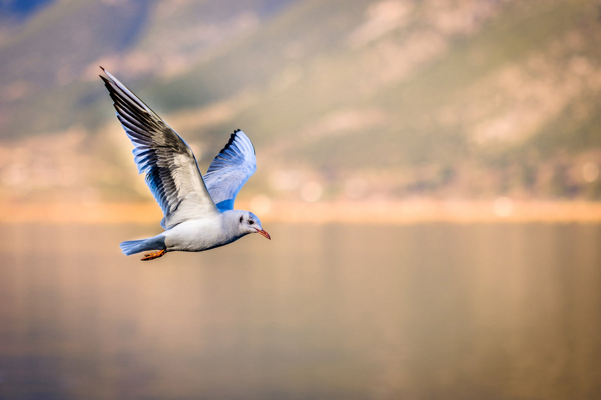 framedposter-print-the-flying-seagull