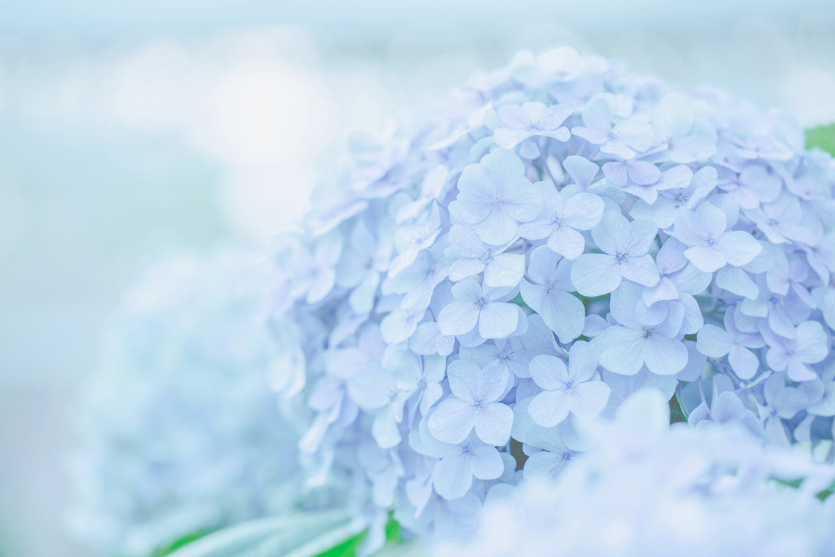 canvas-print-the-hydrangea
