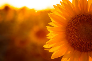 modern-3-piece-aluminium-print-macro-sunflower