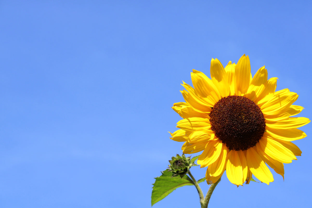 3-piece-acrylic-print-sunflower-with-blue-sky