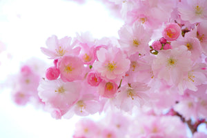 canvas-print-japanese-cherry-blossom-xl