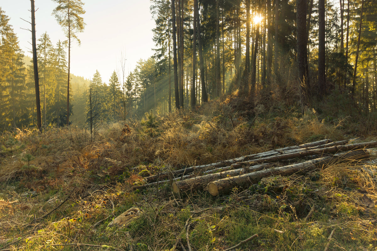 aluminium-print-working-in-the-woods