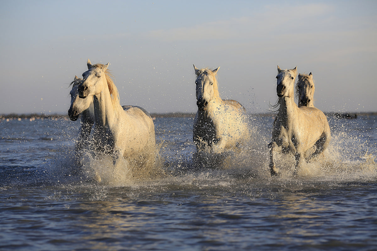 framedposter-print-horses-in-the-sea