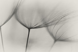 modern-3-piece-aluminium-print-tragopogon