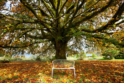poster-print-my-favorite-tree