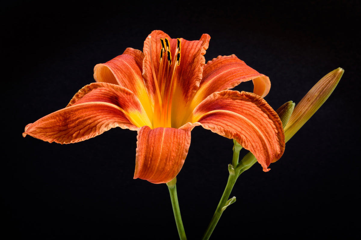 3-piece-acrylic-print-a-lily-flower-in-orange