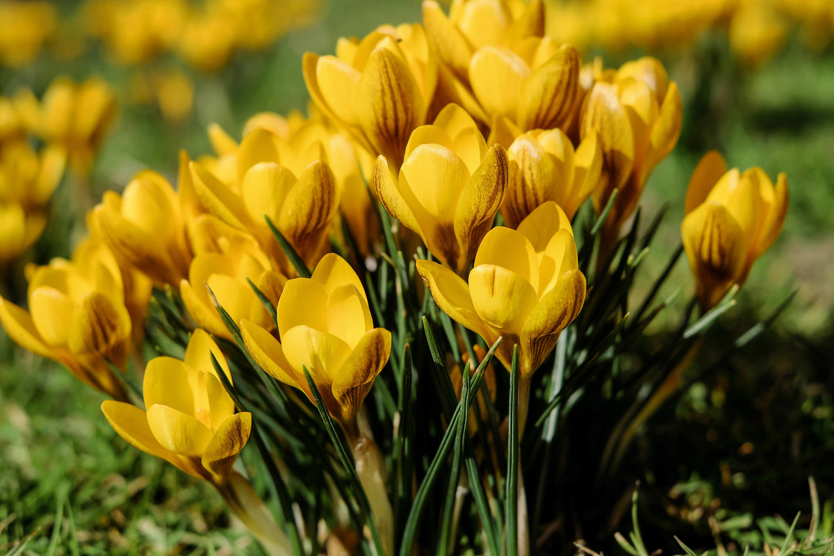 aluminium-print-crocuses-in-spring