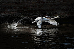 poster-print-flying-swan