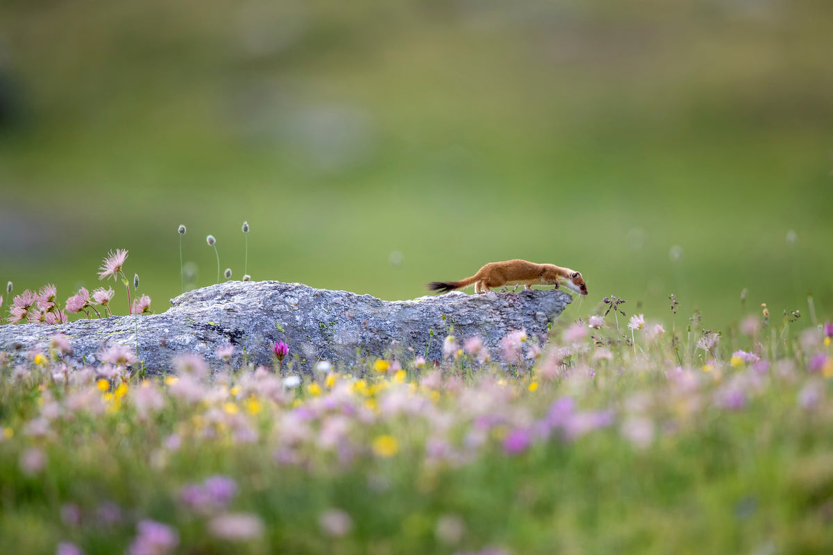 acrylic-print-ermine-on-patrol-x