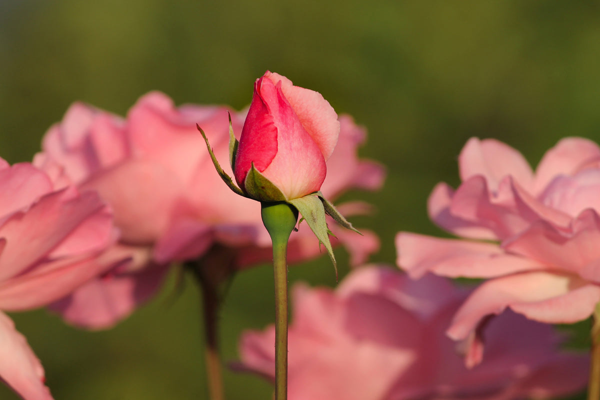 canvas-print-the-rosebud
