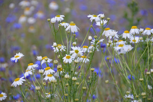 framedcanvas-print-wild-flower-meadow