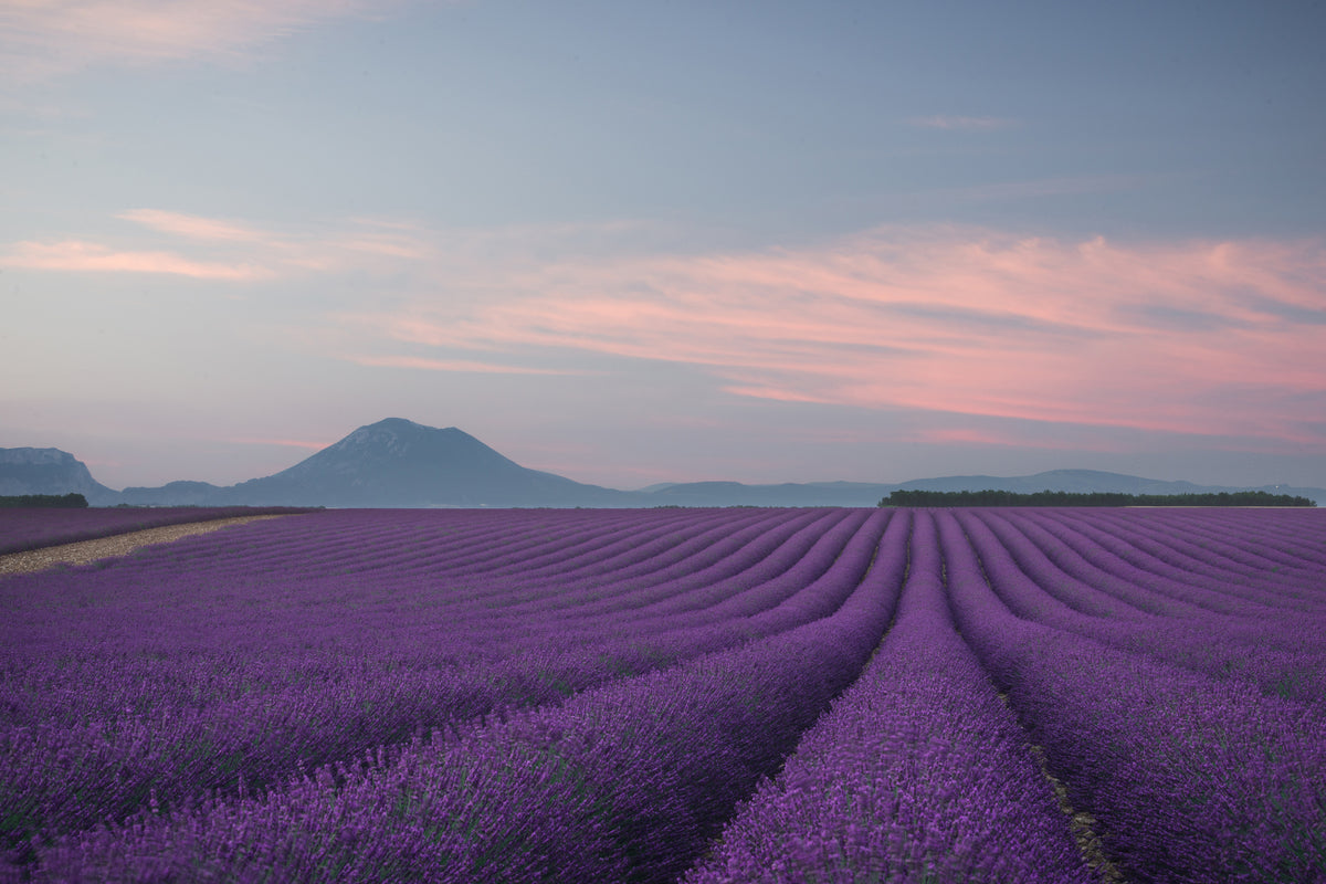 modern-3-piece-aluminium-print-lavender-field