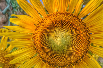 poster-print-inflorescence-of-a-sunflower