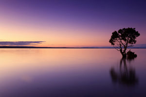 aluminium-print-sunset-on-the-tree-in-the-water