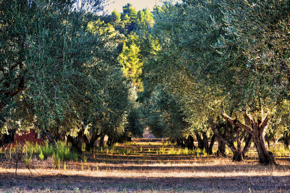 canvas-print-magnificent-olive-trees