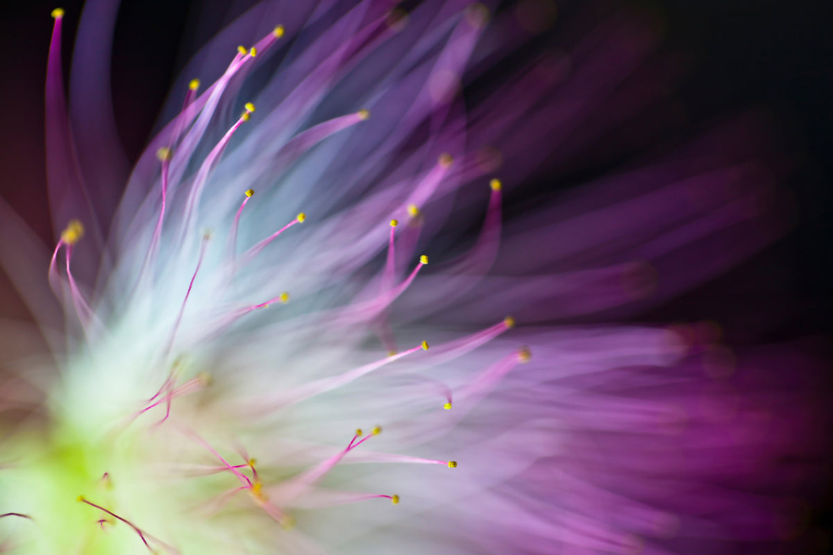 acrylic-print-the-will-o-the-wisp