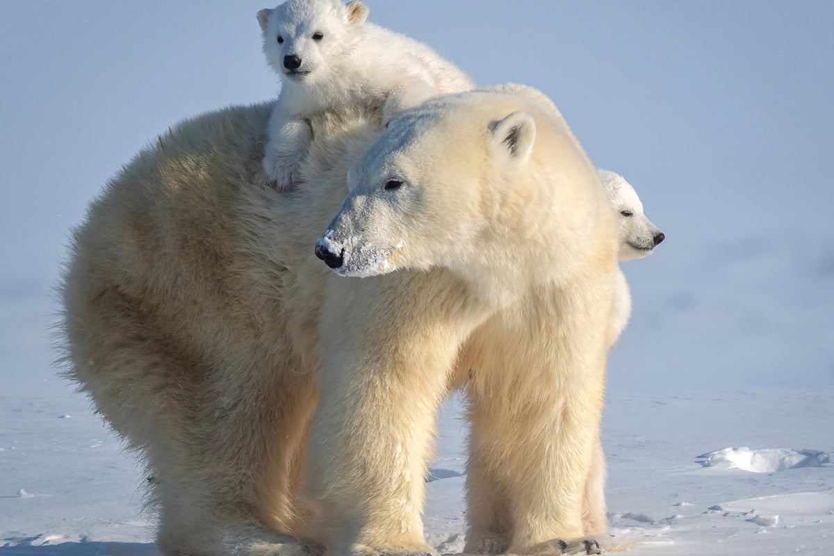 aluminium-print-mischievous-little-polar-bear-x
