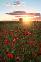 framedcanvas-print-poppy-fields-of-sweden