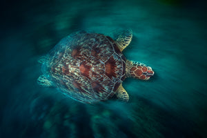 poster-print-valocity-turtle