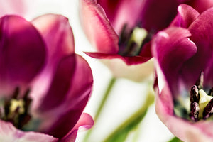 3-piece-acrylic-print-tulip-iv