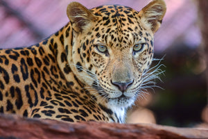 3-piece-acrylic-print-leopard