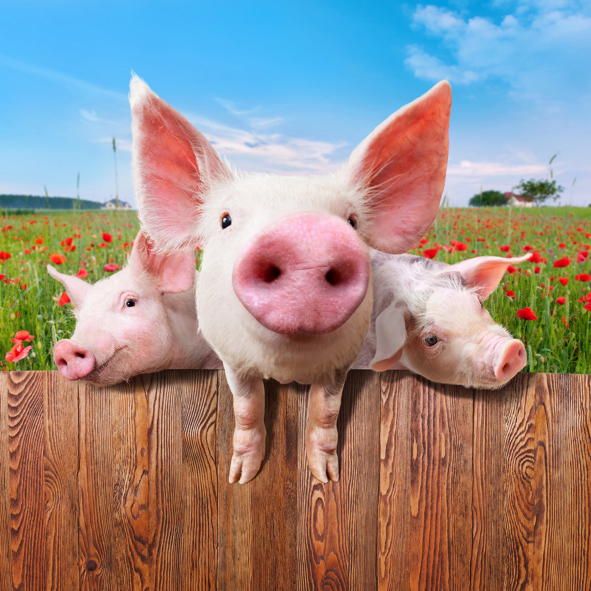 4-piece-acrylic-print-pig-in-luck