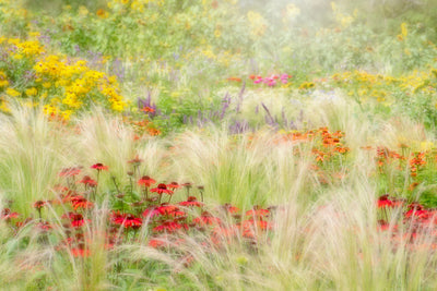 poster-print-summer-reverie-x
