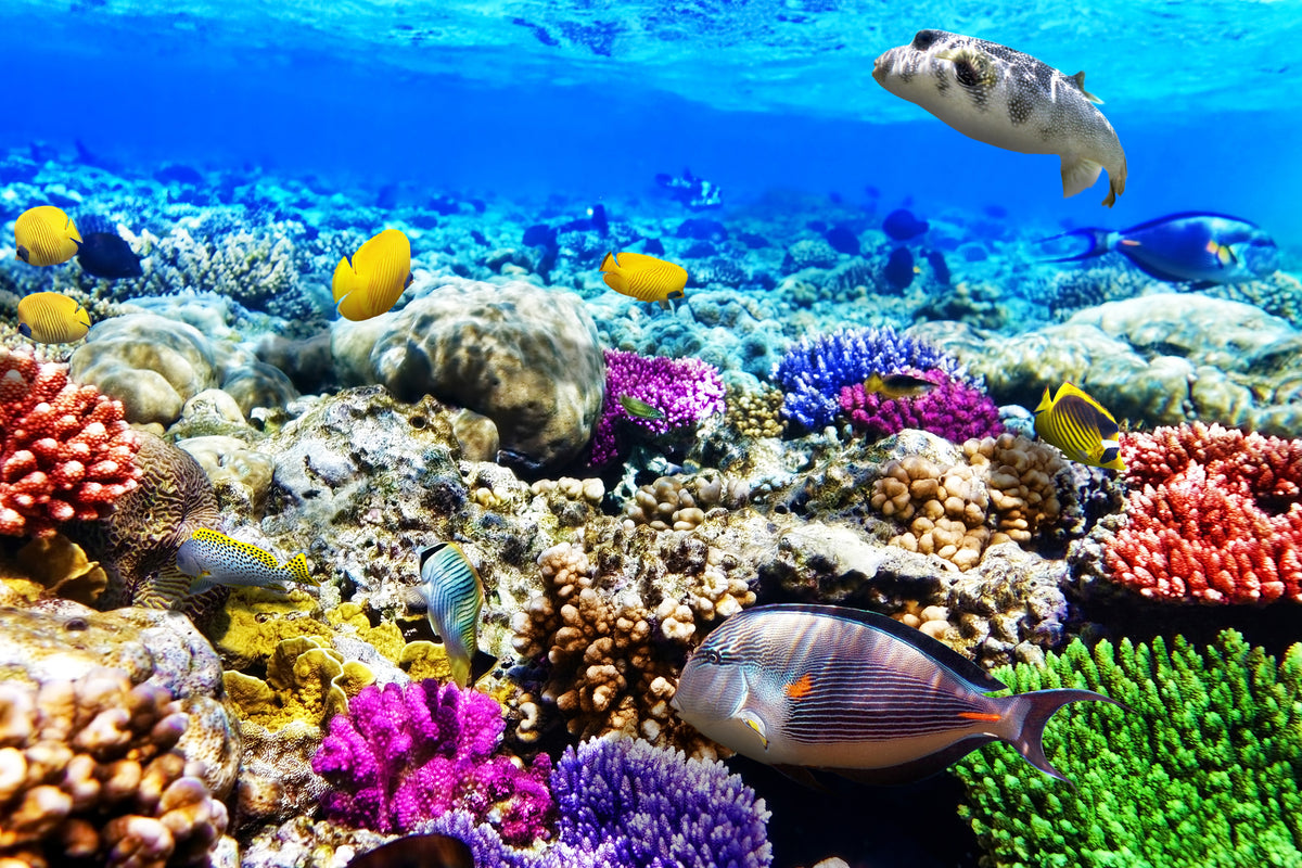 poster-print-fish-aquarium