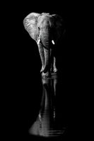 acrylic-print-elephant-xsa