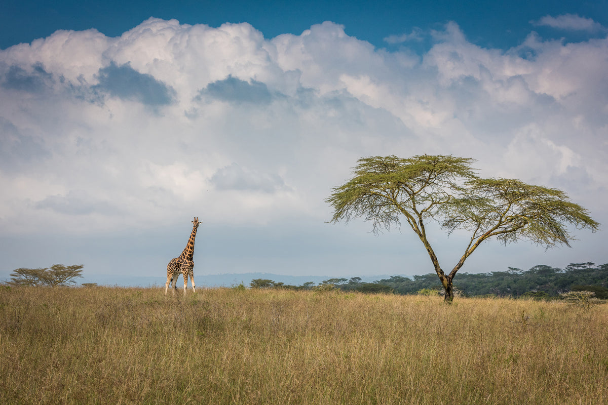 framedposter-print-east-africa