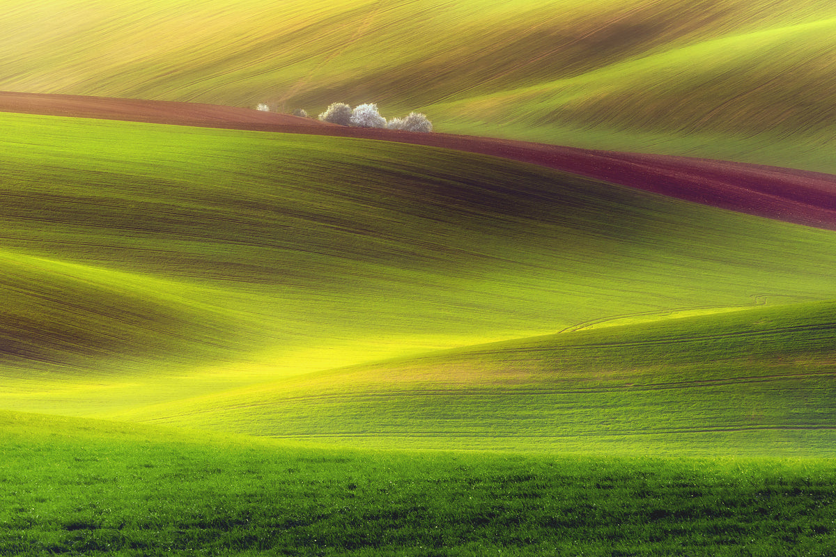 acrylic-print-golden-fields-x