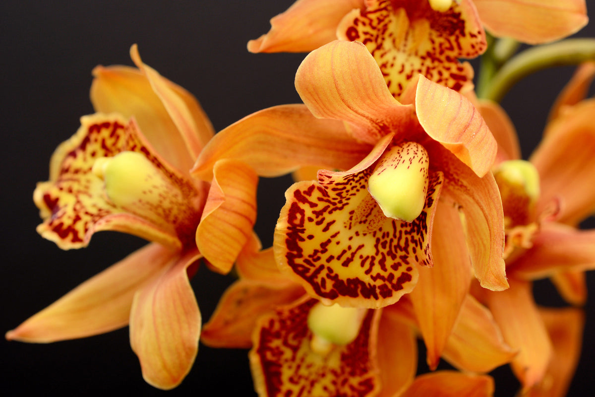 acrylic-print-orchids-with-orange-flowers
