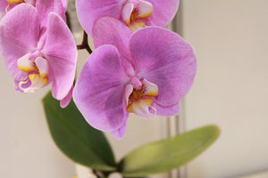 3-piece-canvas-print-orchids-with-purple-flowers-in-xl