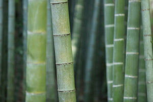 canvas-print-bamboo-in-xxl