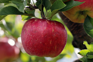framedposter-print-apple-in-xxl