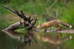 3-piece-canvas-print-red-fox-ii
