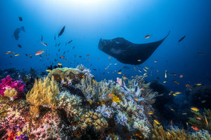 acrylic-print-manta-reef-on-the-reef-x