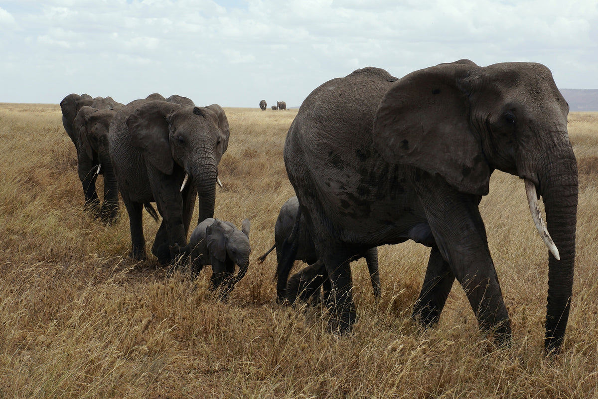 framedposter-print-elephant-family
