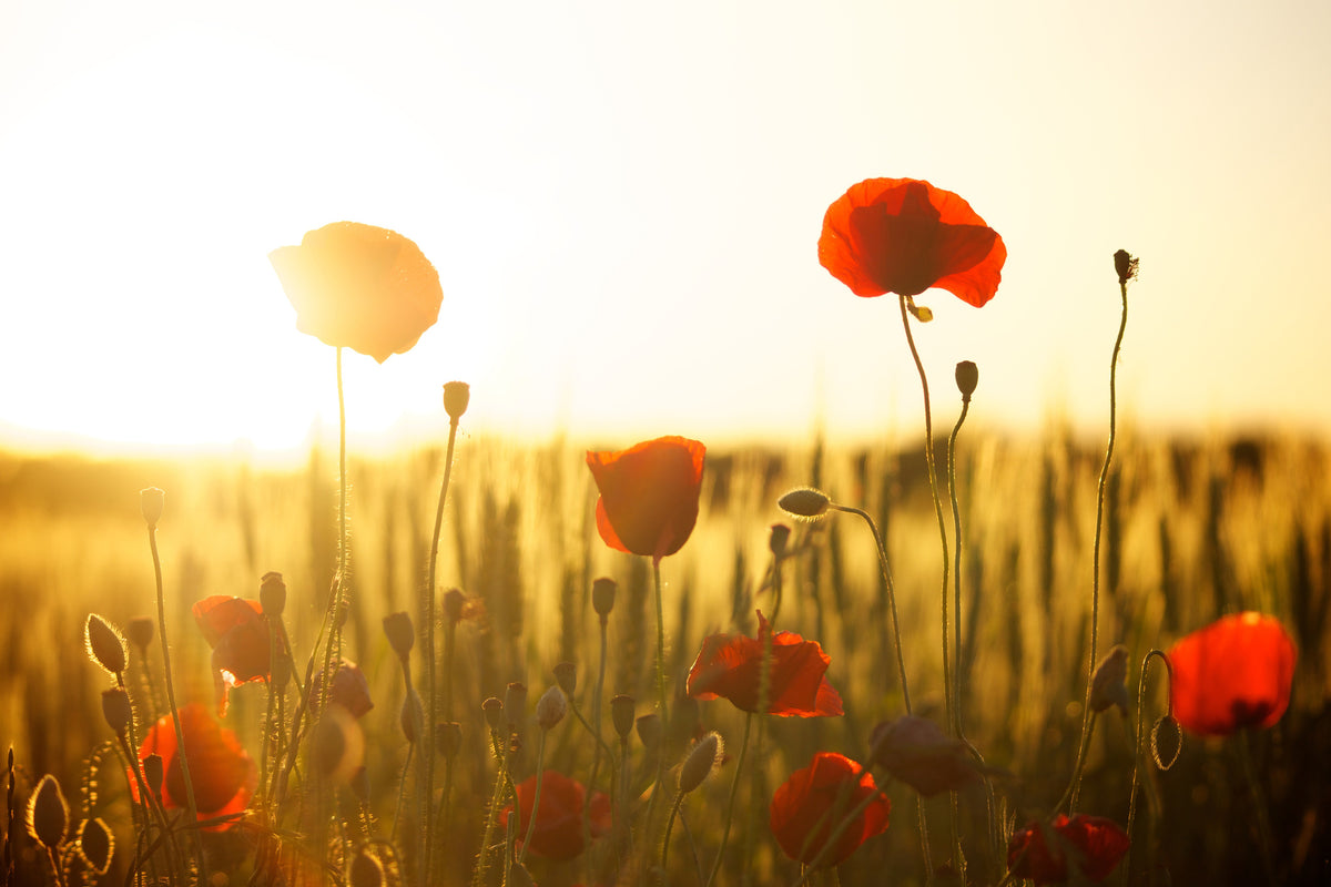 3-piece-aluminium-print-poppy-in-the-sunset