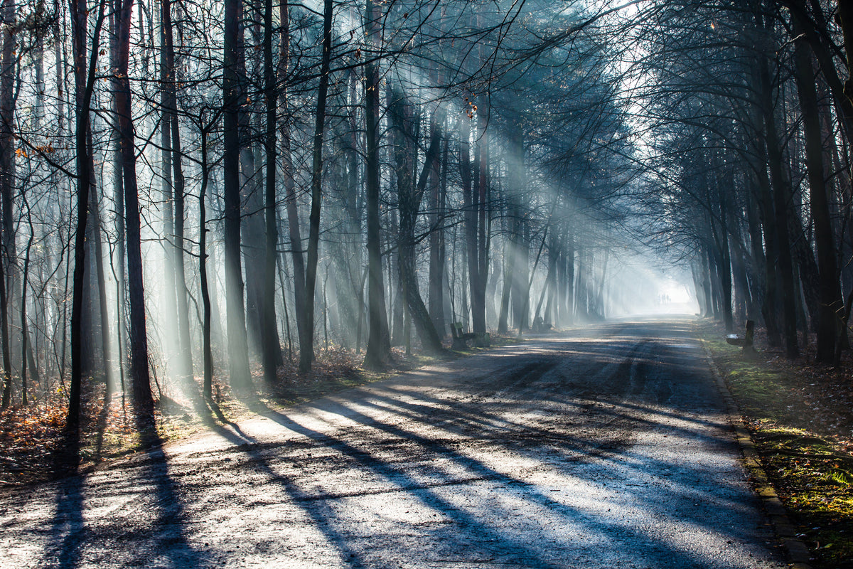 3-piece-aluminium-print-forest-in-the-light-beam