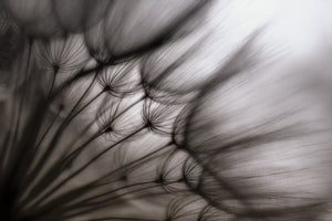 3-piece-canvas-print-dandelion-p