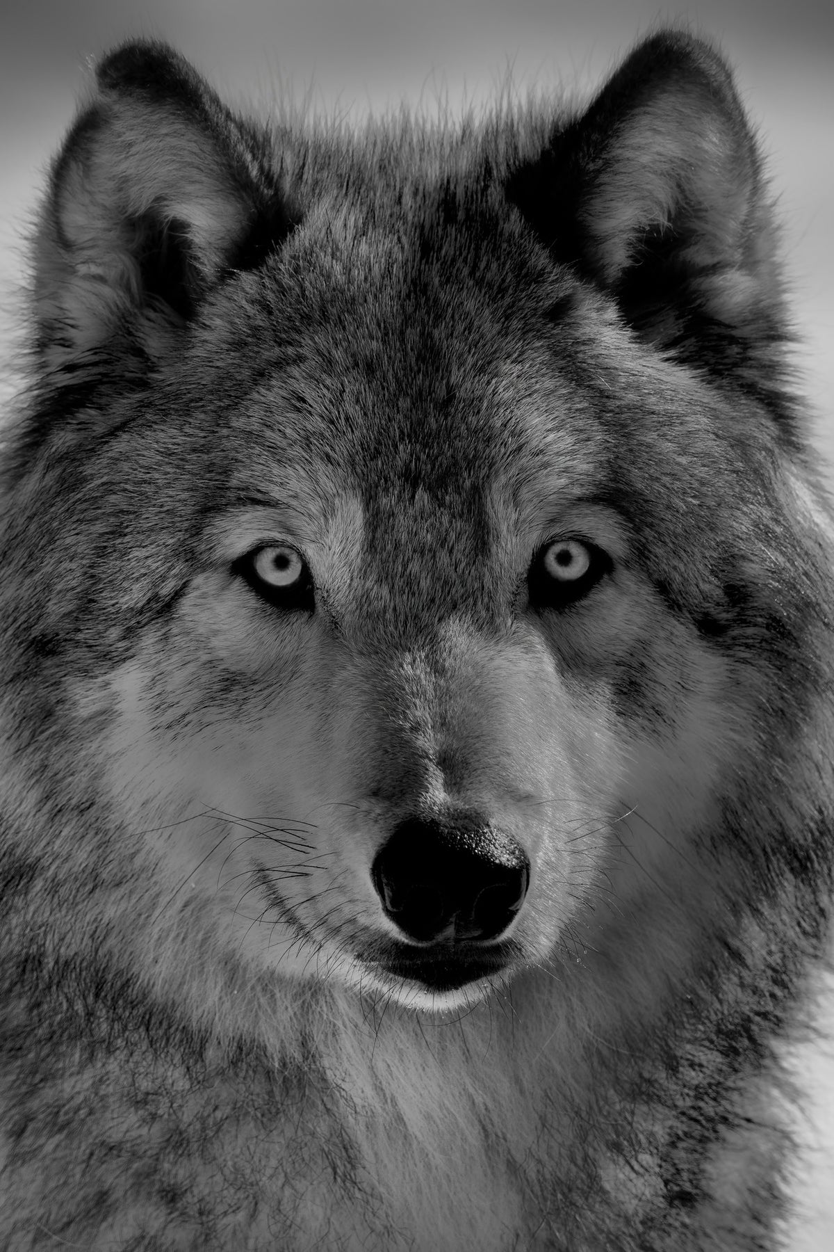 canvas-print-the-wolf-x