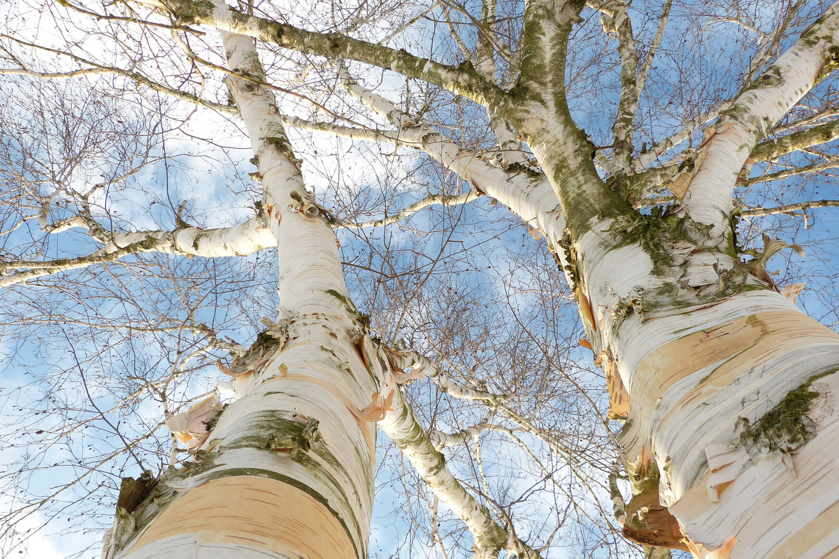 canvas-print-the-2-birches