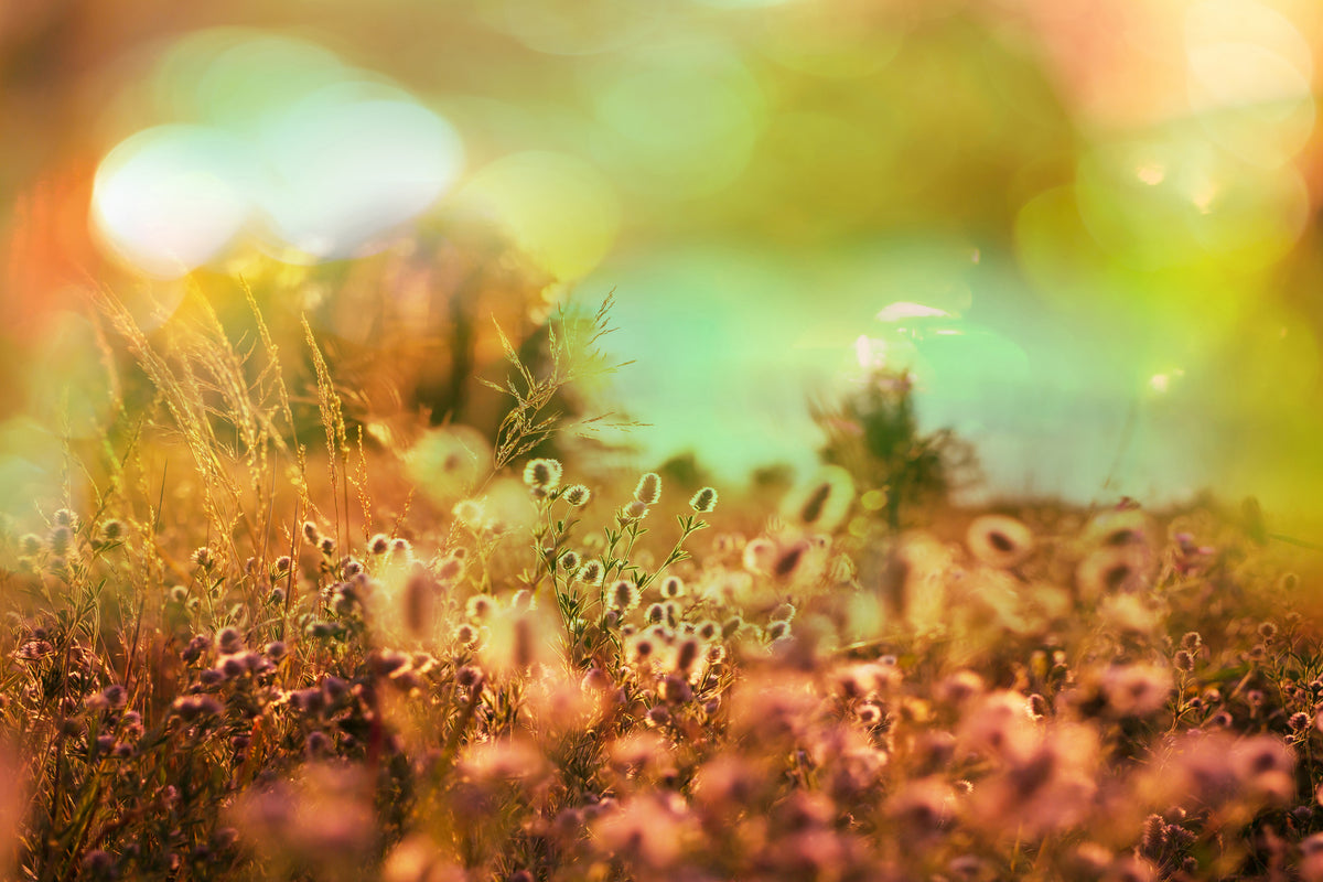 framedcanvas-print-flower-meadow-at-twilight