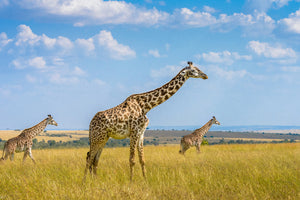 framedposter-print-trio-giraffes-x